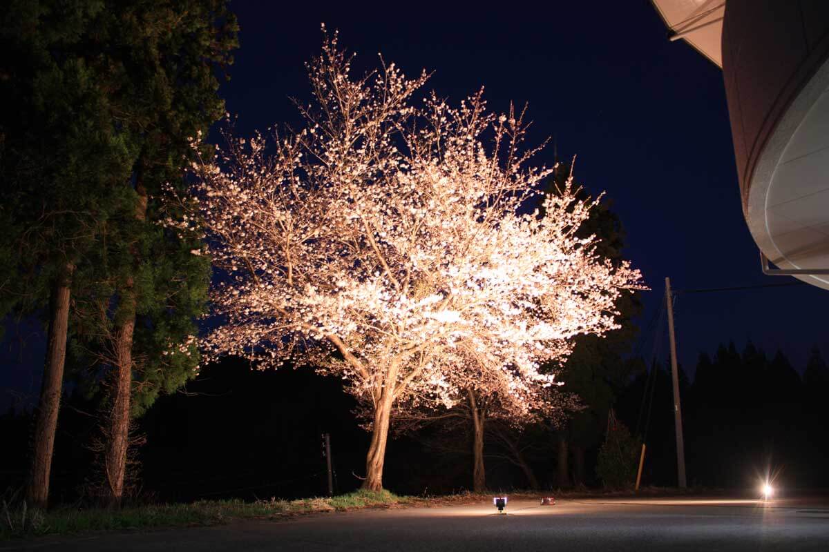 不老閣の夜桜ライトアップ