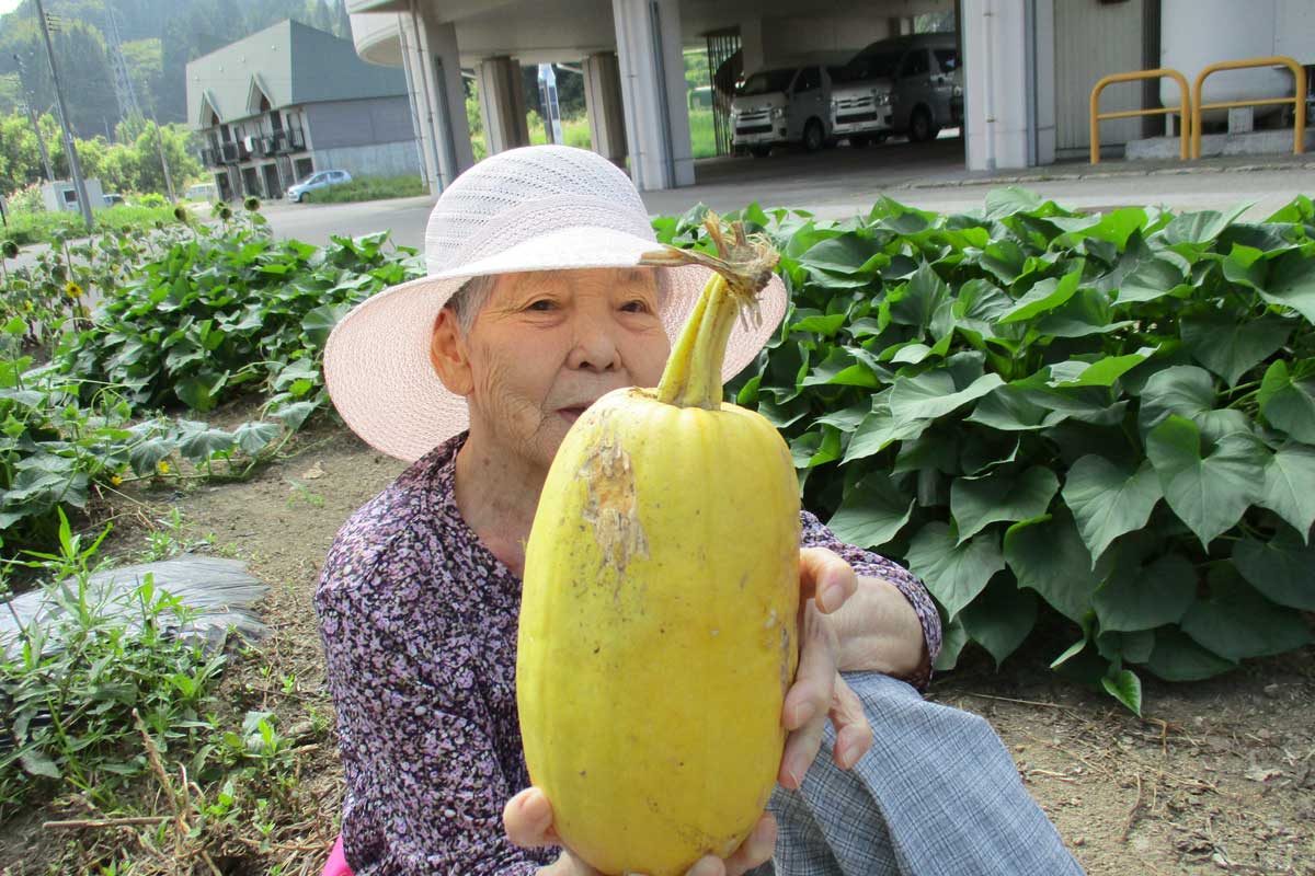 畑の野菜収穫