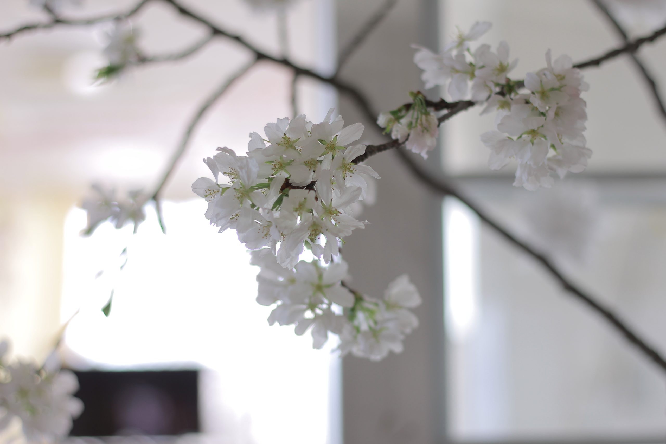 【ふろうかく通信】不老閣の桜