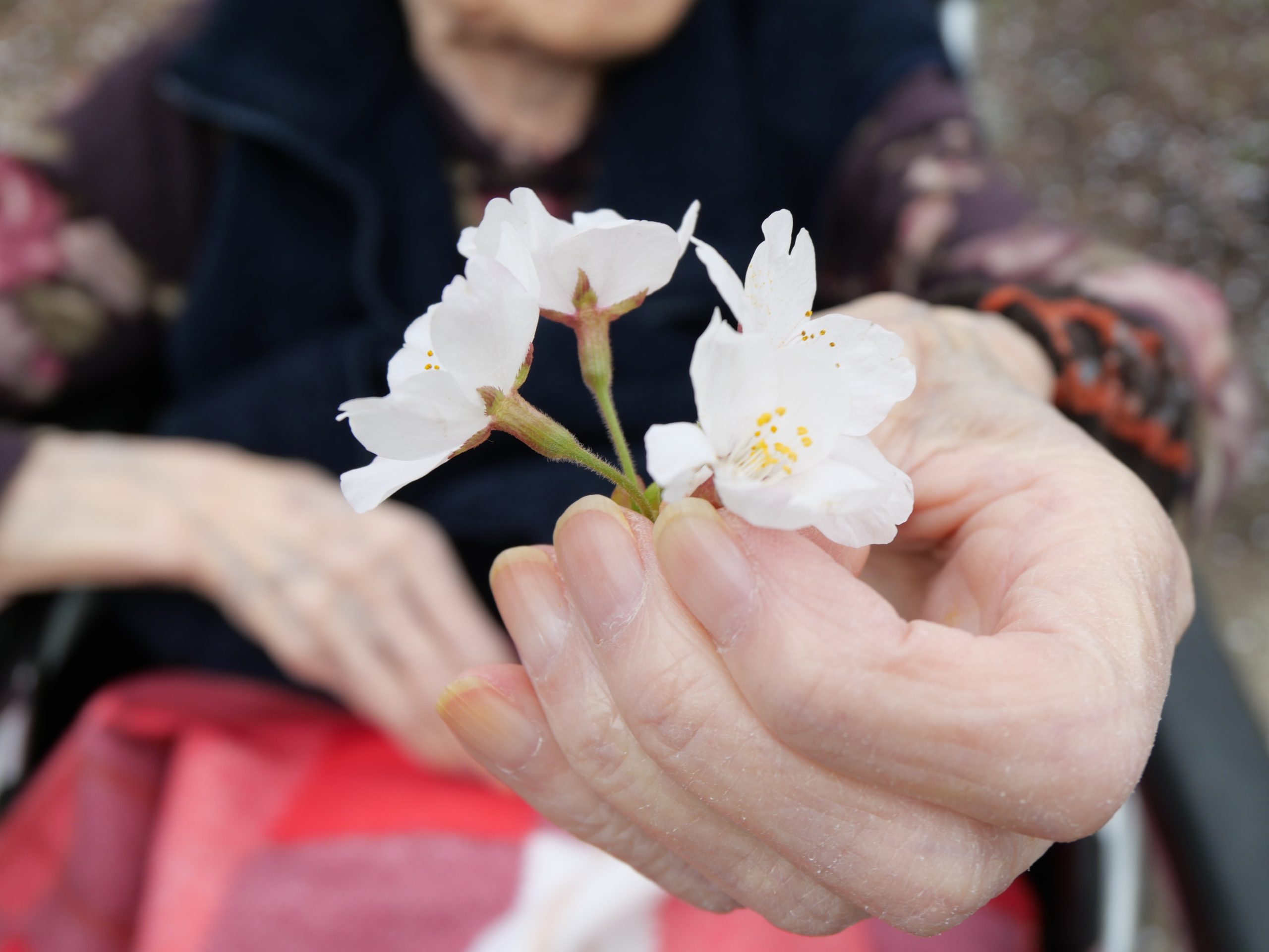 お花見バスハイク